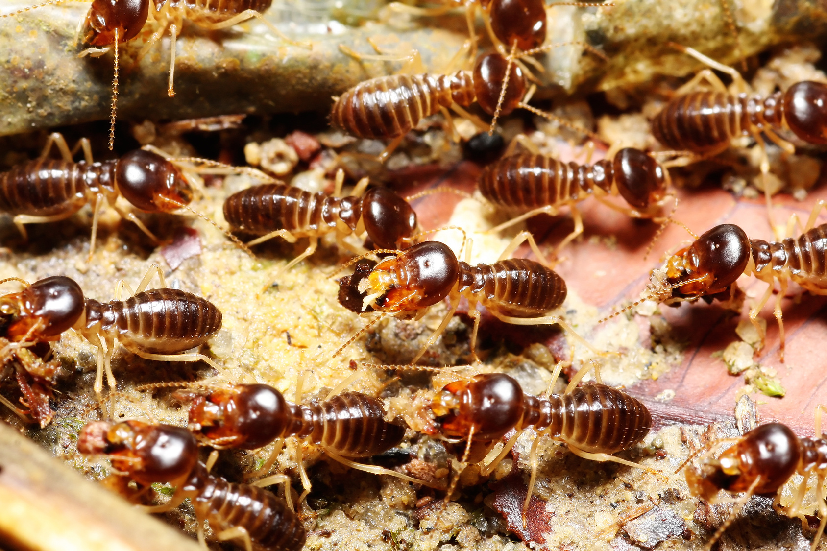 Diagnostic termites Diagnostic termites
